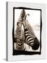 Zebra in the Mirror 2-Theo Westenberger-Stretched Canvas