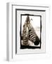 Zebra in the Mirror 2-Theo Westenberger-Framed Photographic Print
