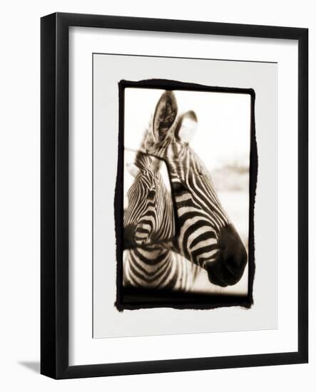 Zebra in the Mirror 2-Theo Westenberger-Framed Photographic Print