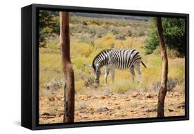 Zebra in Wild African Bush-Marsy-Framed Stretched Canvas