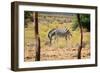 Zebra in Wild African Bush-Marsy-Framed Photographic Print