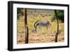 Zebra in Wild African Bush-Marsy-Framed Photographic Print