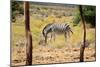 Zebra in Wild African Bush-Marsy-Mounted Photographic Print