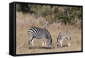 Zebra, Khwai Concession, Okavango Delta, Botswana, Africa-Sergio-Framed Stretched Canvas