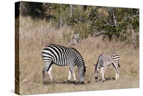 Zebra, Khwai Concession, Okavango Delta, Botswana, Africa-Sergio-Stretched Canvas