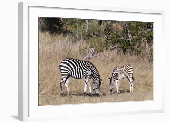 Zebra, Khwai Concession, Okavango Delta, Botswana, Africa-Sergio-Framed Photographic Print