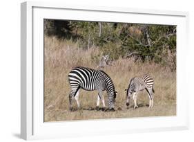 Zebra, Khwai Concession, Okavango Delta, Botswana, Africa-Sergio-Framed Photographic Print