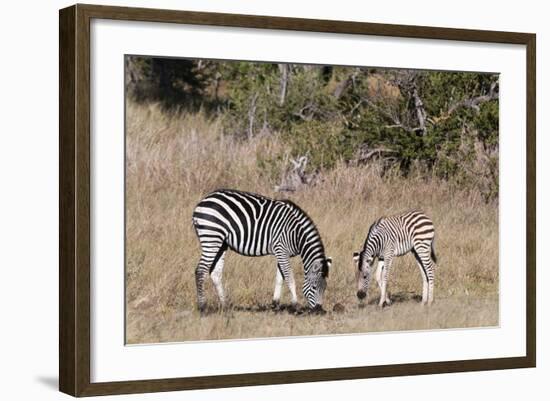 Zebra, Khwai Concession, Okavango Delta, Botswana, Africa-Sergio-Framed Photographic Print