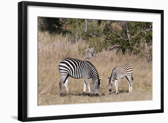 Zebra, Khwai Concession, Okavango Delta, Botswana, Africa-Sergio-Framed Photographic Print