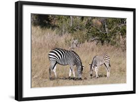 Zebra, Khwai Concession, Okavango Delta, Botswana, Africa-Sergio-Framed Photographic Print