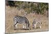 Zebra, Khwai Concession, Okavango Delta, Botswana, Africa-Sergio-Mounted Photographic Print