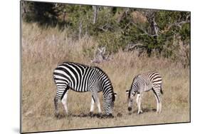 Zebra, Khwai Concession, Okavango Delta, Botswana, Africa-Sergio-Mounted Photographic Print