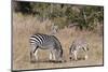 Zebra, Khwai Concession, Okavango Delta, Botswana, Africa-Sergio-Mounted Photographic Print