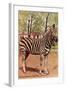 Zebra, Lincoln Park Zoo, Chicago, Illinois-null-Framed Art Print