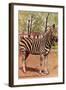 Zebra, Lincoln Park Zoo, Chicago, Illinois-null-Framed Art Print