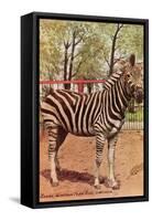 Zebra, Lincoln Park Zoo, Chicago, Illinois-null-Framed Stretched Canvas