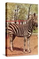Zebra, Lincoln Park Zoo, Chicago, Illinois-null-Stretched Canvas