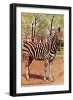 Zebra, Lincoln Park Zoo, Chicago, Illinois-null-Framed Art Print