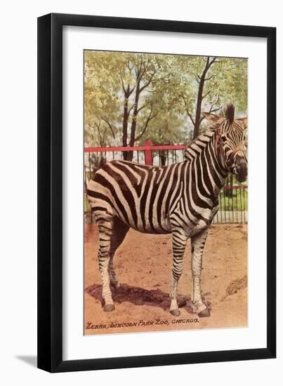 Zebra, Lincoln Park Zoo, Chicago, Illinois-null-Framed Art Print