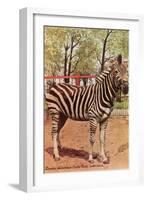 Zebra, Lincoln Park Zoo, Chicago, Illinois-null-Framed Art Print