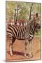 Zebra, Lincoln Park Zoo, Chicago, Illinois-null-Mounted Art Print
