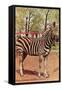 Zebra, Lincoln Park Zoo, Chicago, Illinois-null-Framed Stretched Canvas