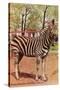 Zebra, Lincoln Park Zoo, Chicago, Illinois-null-Stretched Canvas