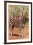 Zebra, Lincoln Park Zoo, Chicago, Illinois-null-Framed Art Print