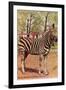 Zebra, Lincoln Park Zoo, Chicago, Illinois-null-Framed Art Print