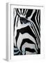 Zebra Long Face-Cherie Roe Dirksen-Framed Giclee Print