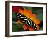 Zebra Longwing Butterfly, Selva Verde, Costa Rica-Charles Sleicher-Framed Photographic Print