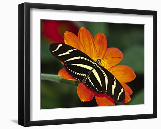 Zebra Longwing Butterfly, Selva Verde, Costa Rica-Charles Sleicher-Framed Photographic Print