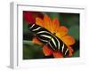 Zebra Longwing Butterfly, Selva Verde, Costa Rica-Charles Sleicher-Framed Photographic Print