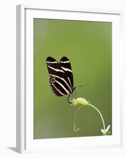 Zebra Longwing (Heliconius charitonius) adult, laying eggs on leaves, Florida, USA-Edward Myles-Framed Photographic Print