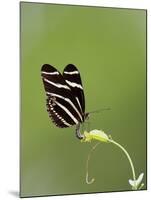 Zebra Longwing (Heliconius charitonius) adult, laying eggs on leaves, Florida, USA-Edward Myles-Mounted Photographic Print