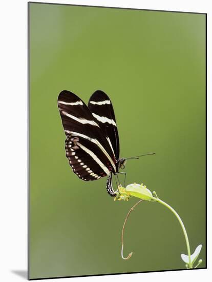 Zebra Longwing (Heliconius charitonius) adult, laying eggs on leaves, Florida, USA-Edward Myles-Mounted Photographic Print