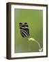 Zebra Longwing (Heliconius charitonius) adult, laying eggs on leaves, Florida, USA-Edward Myles-Framed Photographic Print