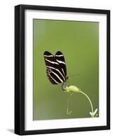 Zebra Longwing (Heliconius charitonius) adult, laying eggs on leaves, Florida, USA-Edward Myles-Framed Photographic Print