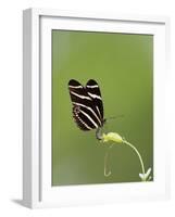 Zebra Longwing (Heliconius charitonius) adult, laying eggs on leaves, Florida, USA-Edward Myles-Framed Photographic Print