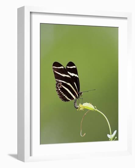 Zebra Longwing (Heliconius charitonius) adult, laying eggs on leaves, Florida, USA-Edward Myles-Framed Photographic Print