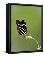 Zebra Longwing (Heliconius charitonius) adult, laying eggs on leaves, Florida, USA-Edward Myles-Framed Stretched Canvas