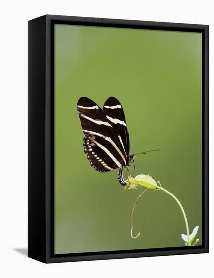 Zebra Longwing (Heliconius charitonius) adult, laying eggs on leaves, Florida, USA-Edward Myles-Framed Stretched Canvas