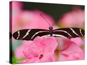 Zebra Longwing-Adam Jones-Stretched Canvas