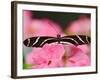 Zebra Longwing-Adam Jones-Framed Photographic Print