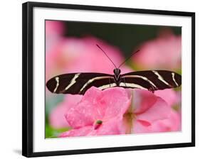 Zebra Longwing-Adam Jones-Framed Photographic Print