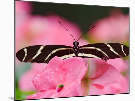 Zebra Longwing-Adam Jones-Mounted Photographic Print