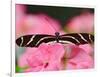 Zebra Longwing-Adam Jones-Framed Photographic Print