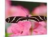 Zebra Longwing-Adam Jones-Mounted Photographic Print