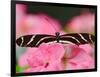 Zebra Longwing-Adam Jones-Framed Photographic Print