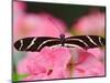 Zebra Longwing-Adam Jones-Mounted Photographic Print